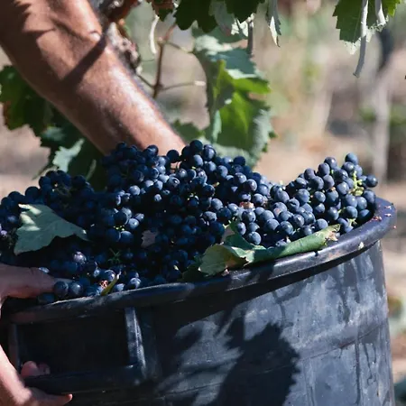 Tenuta Doxi 住宿加早餐酒店 加利波利