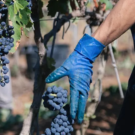 לינה וארוחת בוקר Tenuta Doxi 3*