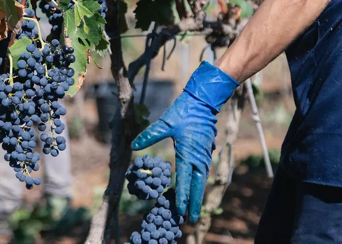 Couette-café Tenuta Doxi 3*